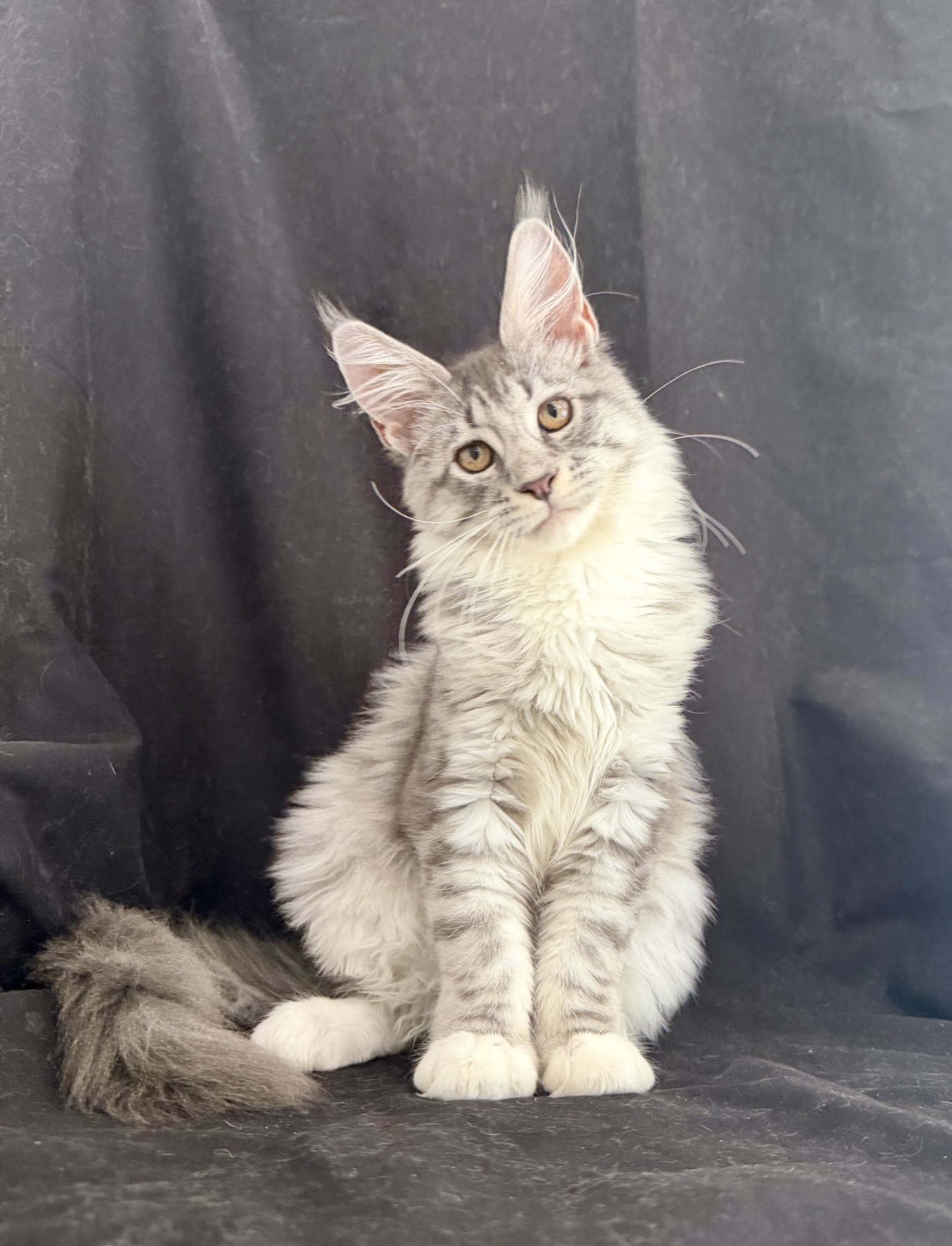 maine coon kitten Zibo