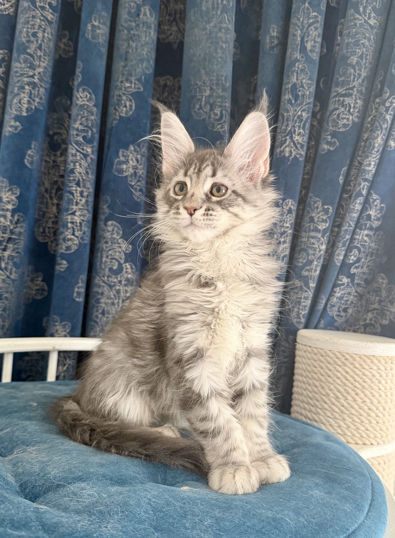 maine coon kitten Zimba
