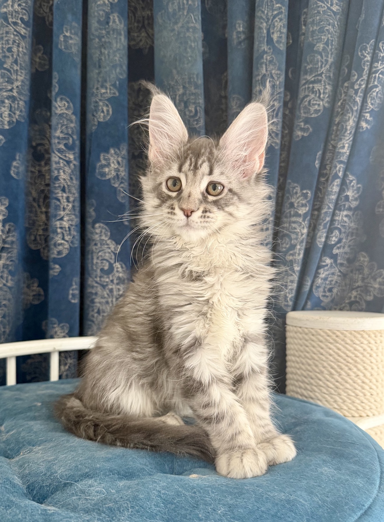 blue silver tabby maine coon kitten
