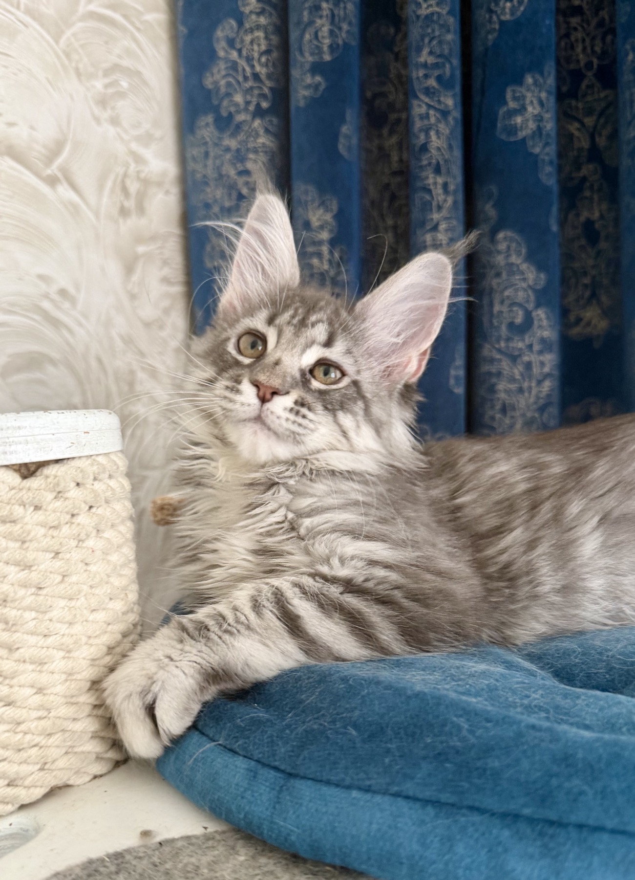 maine coon kitten blue silver tabby