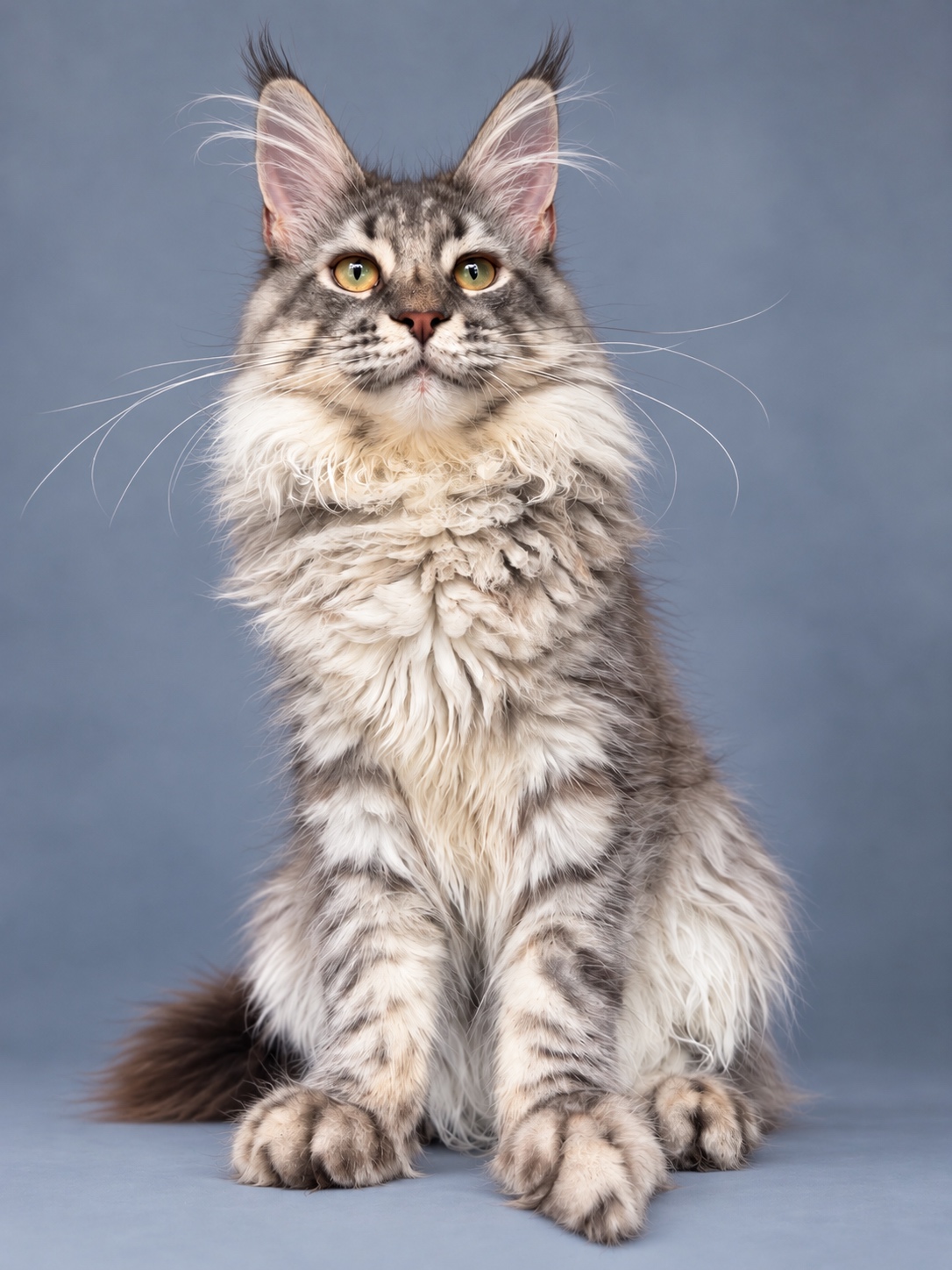 maine coon Zimba
