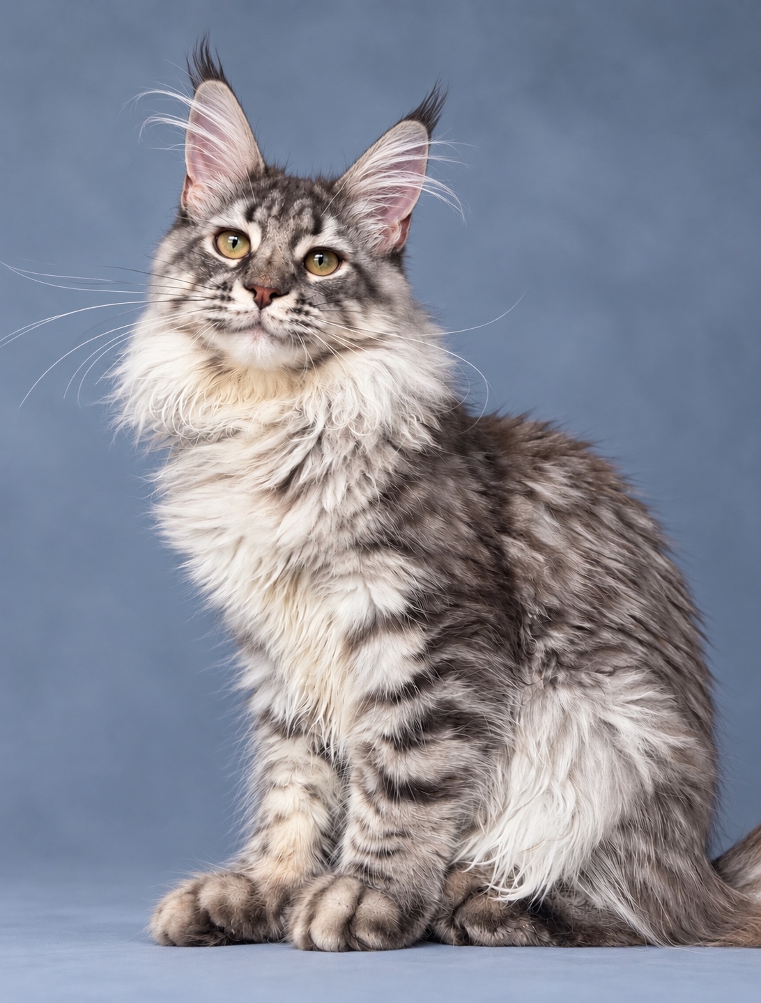 maine coon female Zimba