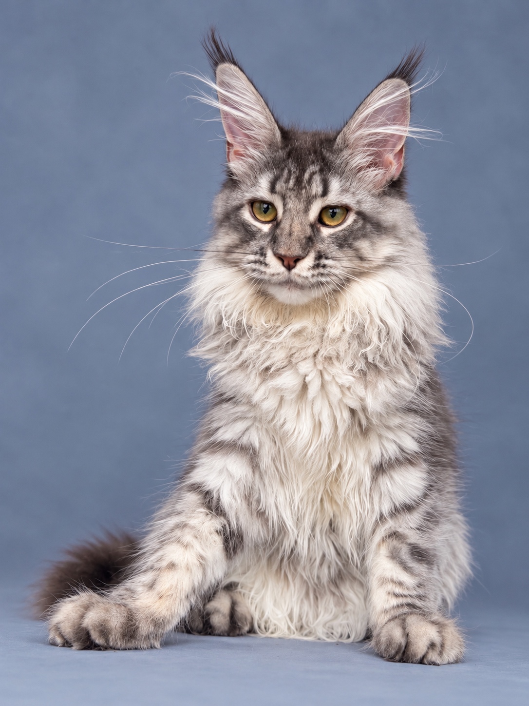 Blue tabby maine coon female
