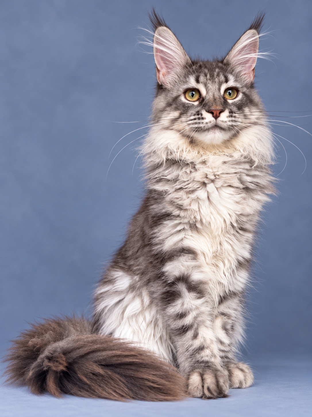 blue silver maine coon female