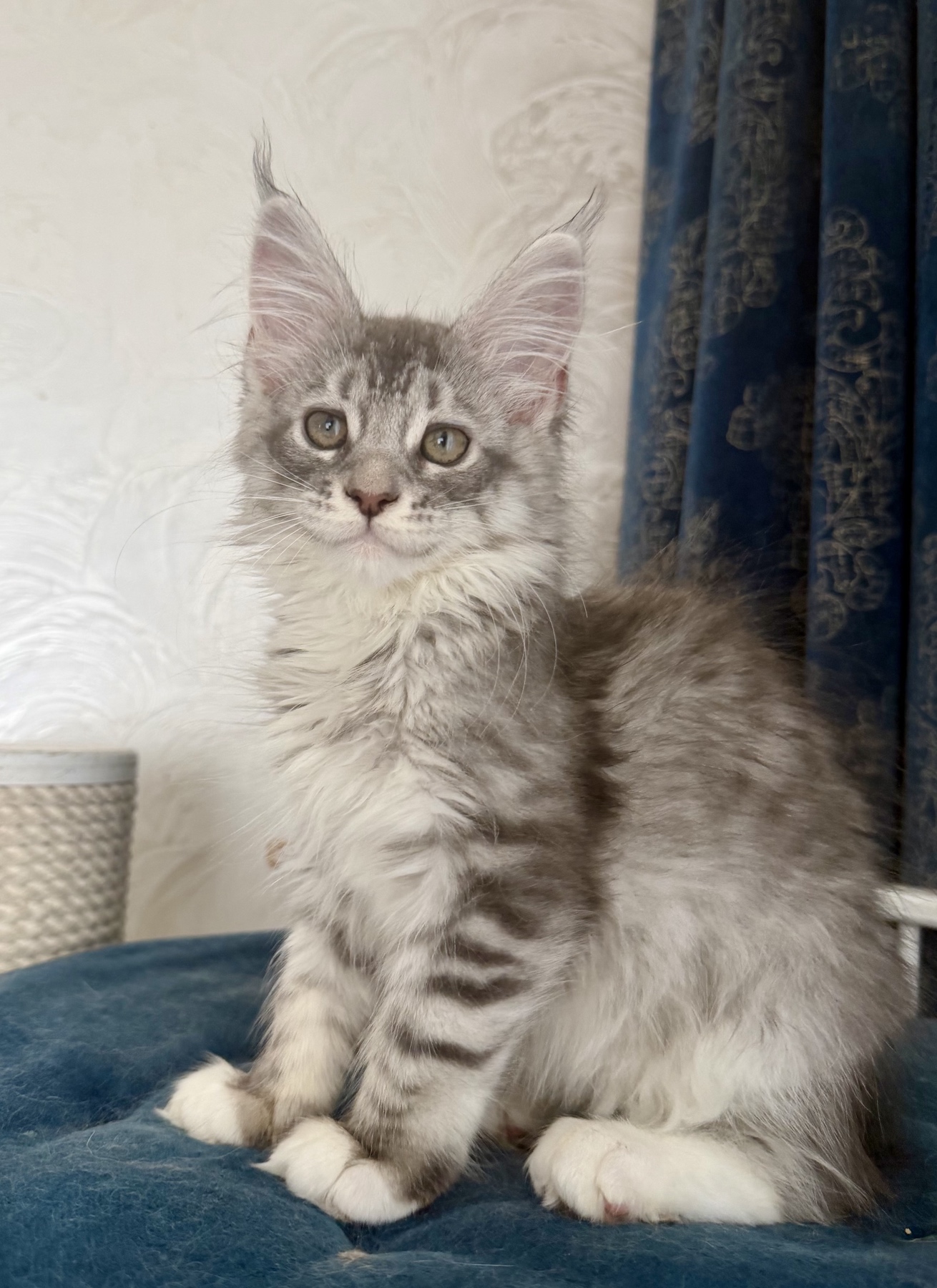 maine coon kitten female