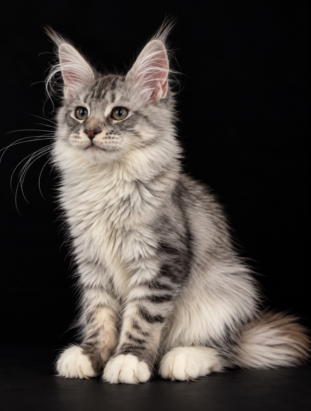 maine coon female Zoryana