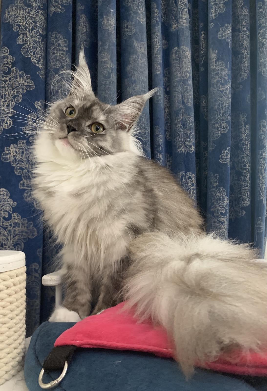 maine coon Barcelona