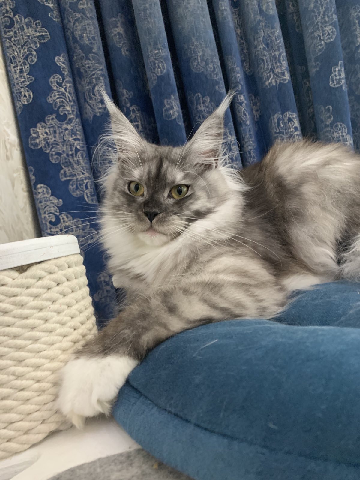 Barcelona maine coon