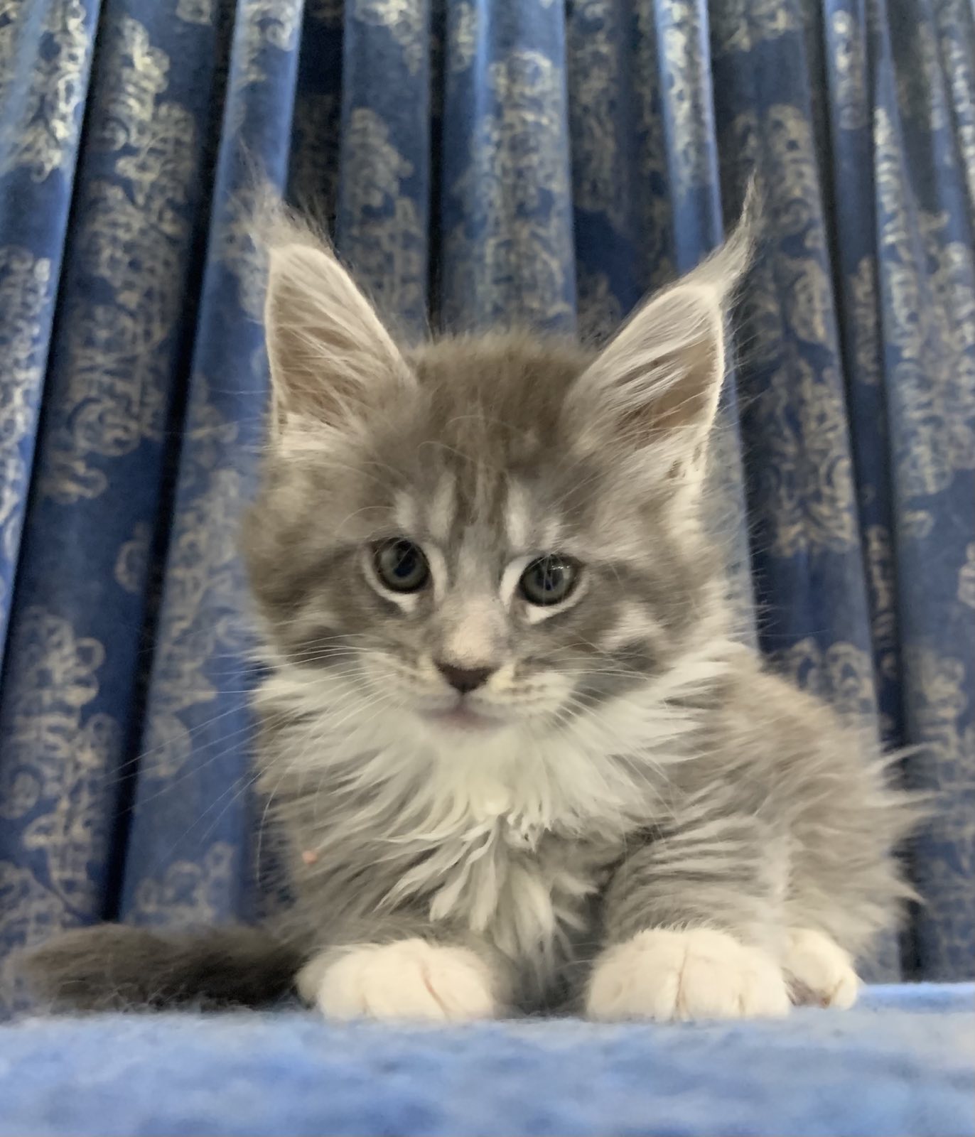 maine coon kitten chino