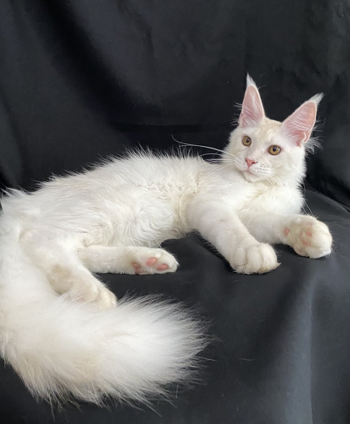 cream shaded maine coon