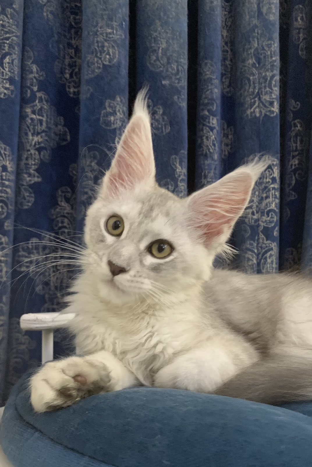 Shaded maine coon kitten Havana