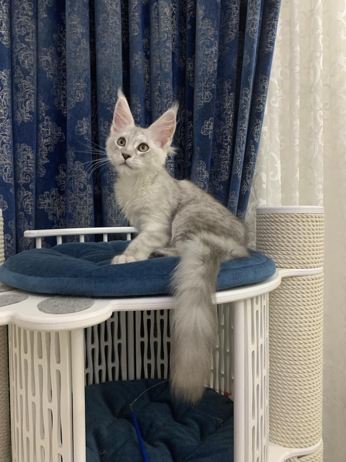 maine coon cattery Havana