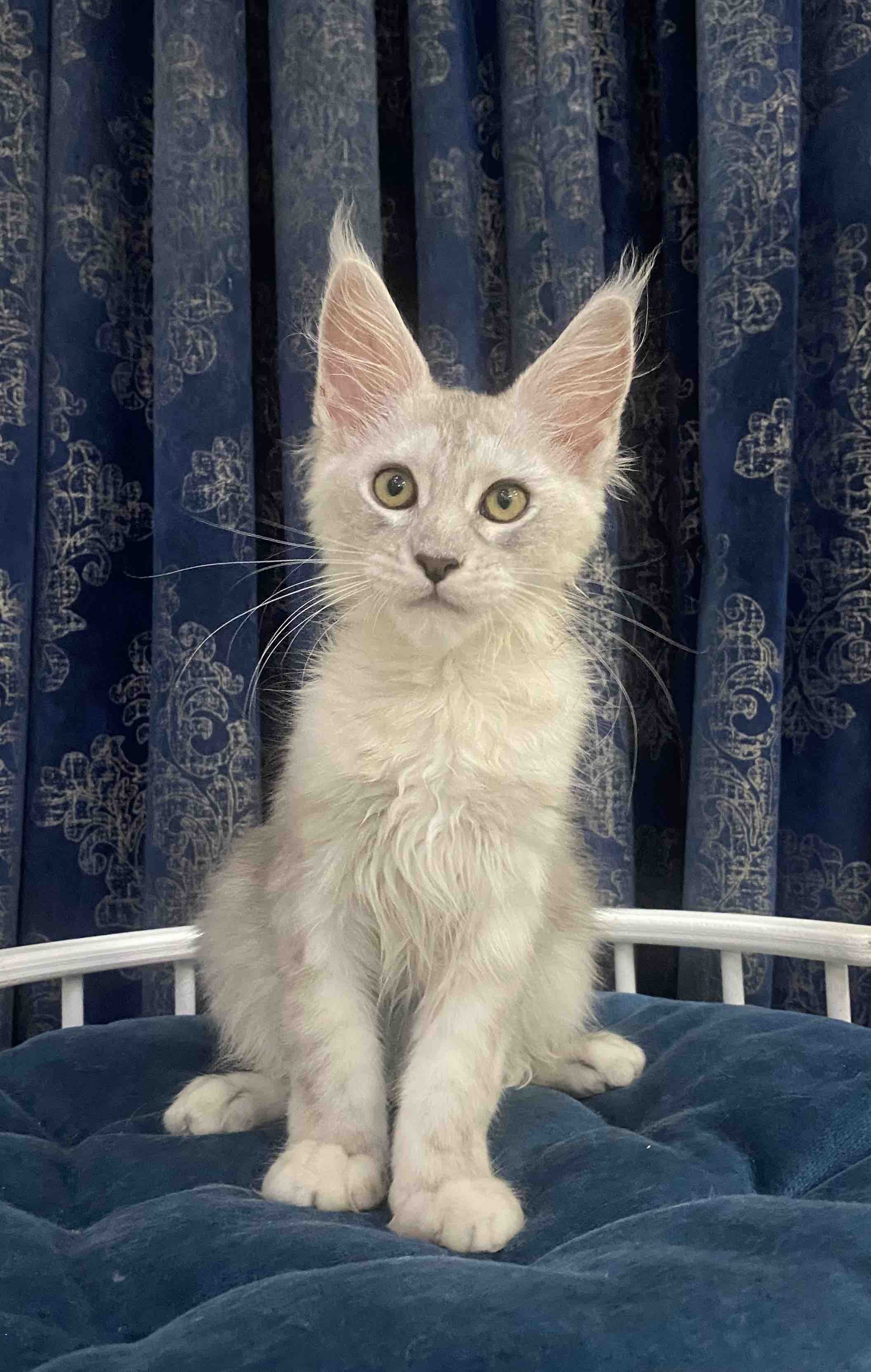 maine coon Havana