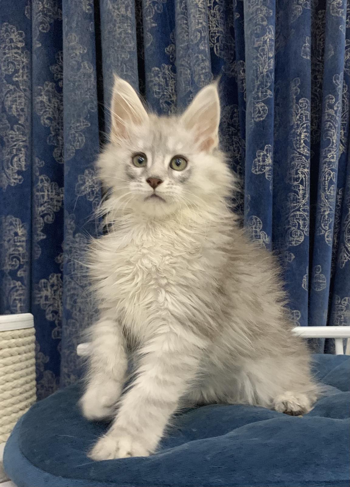 maine coon kitten Indore