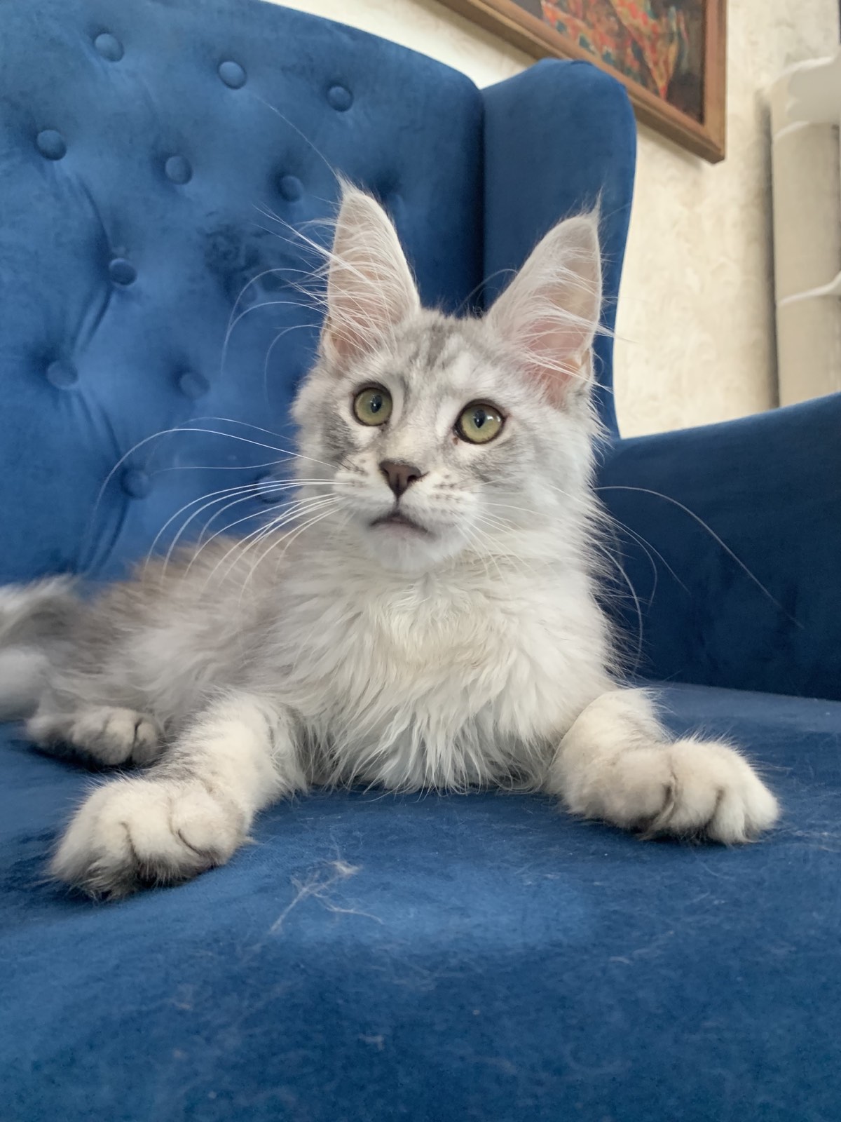 Maine coon Indore