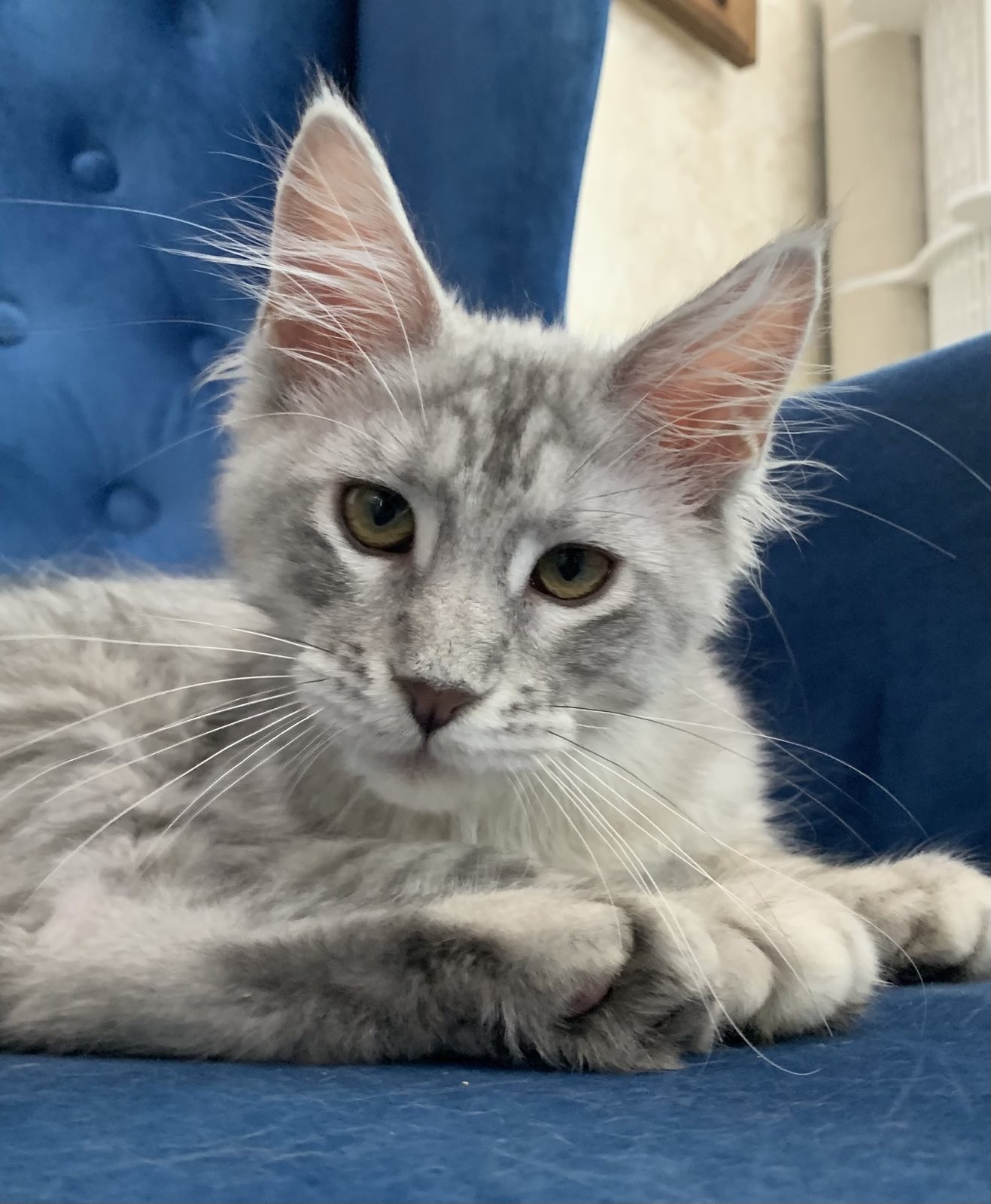 Irvine maine coon