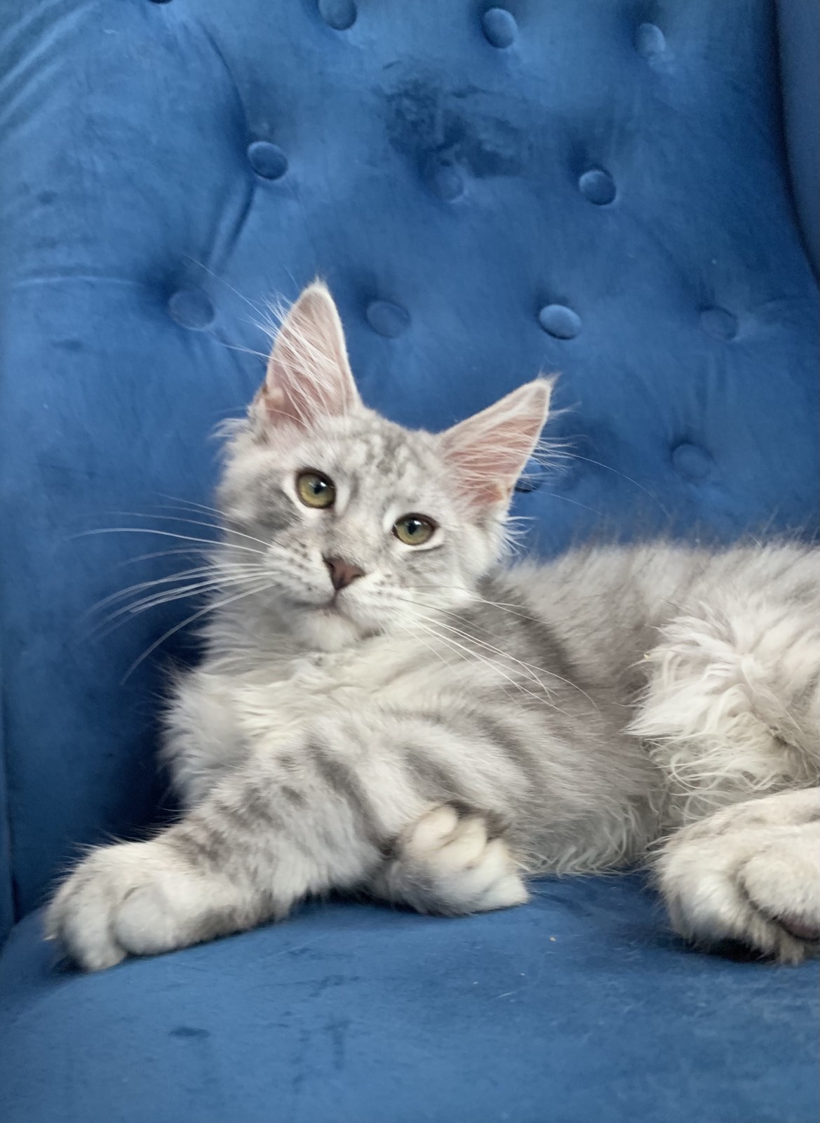 maine coon Irvine