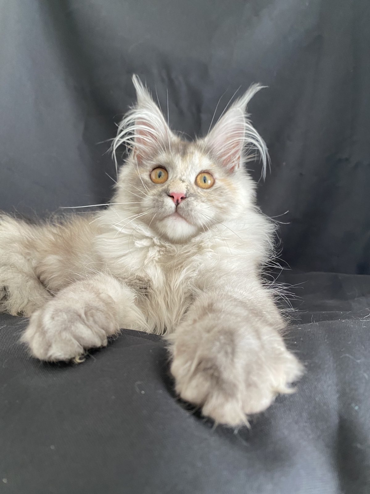 maine coon Jumeirah