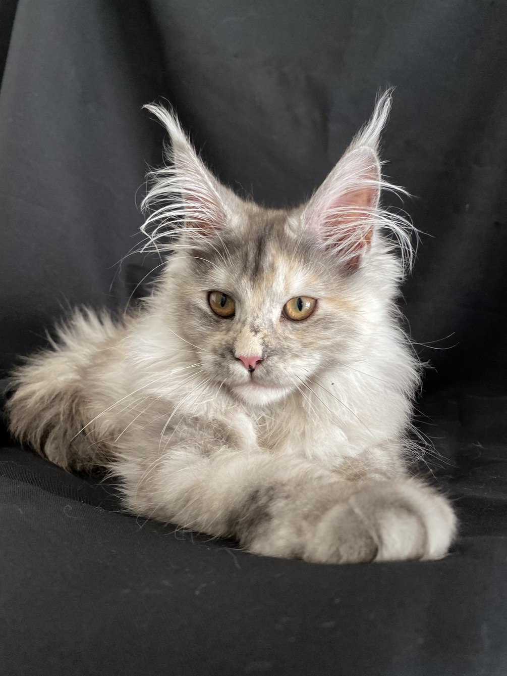 maine coon Jumeirah