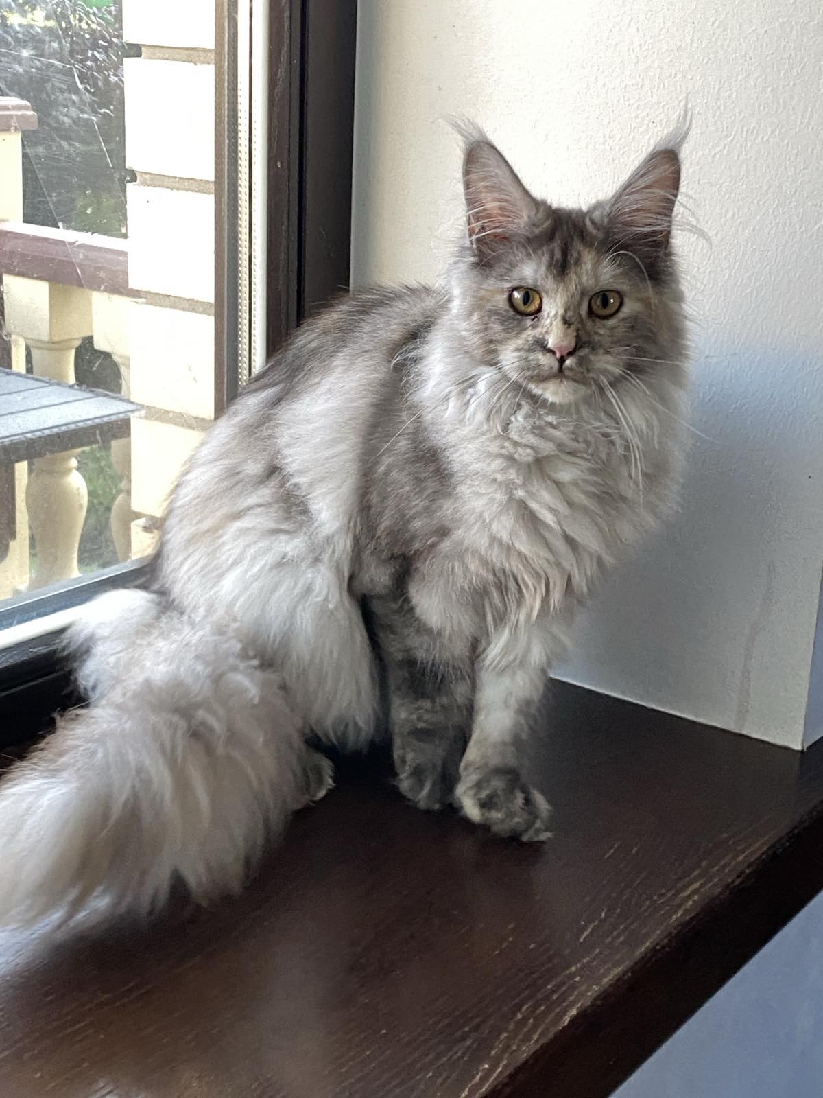 maine coon female Jumaira
