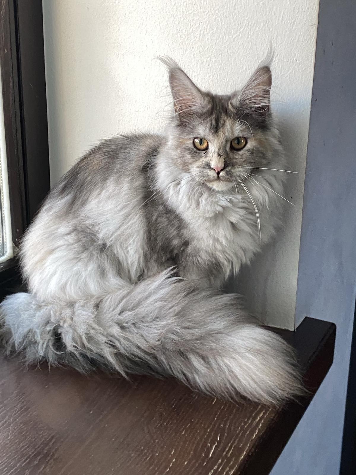 Maine coon Jumaira
