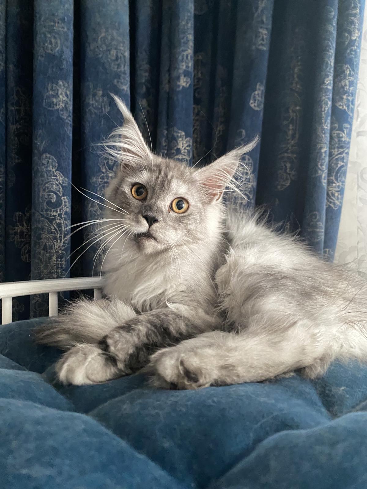 black smoke maine coon kitten