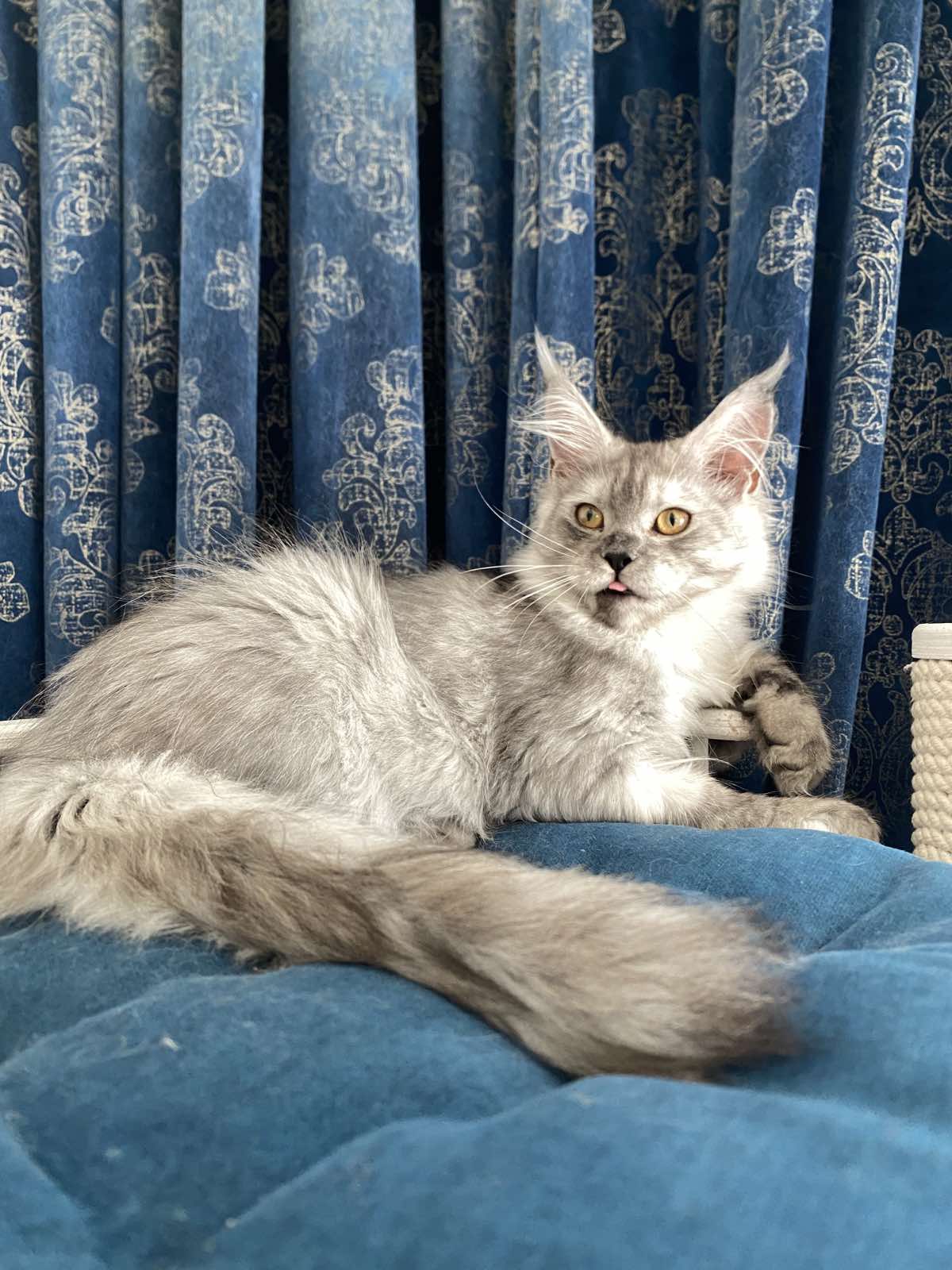 Maine coon Junara