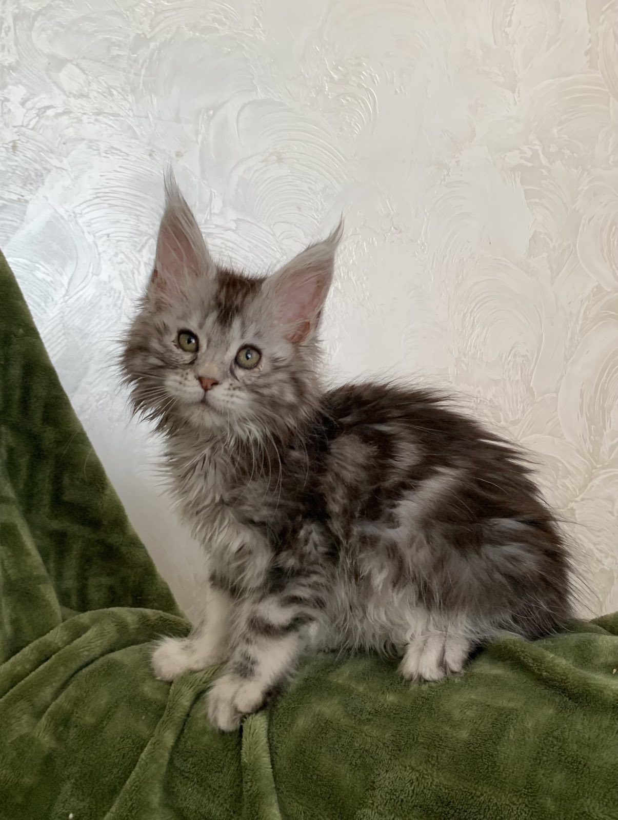 Silver tabby maine coon kitten