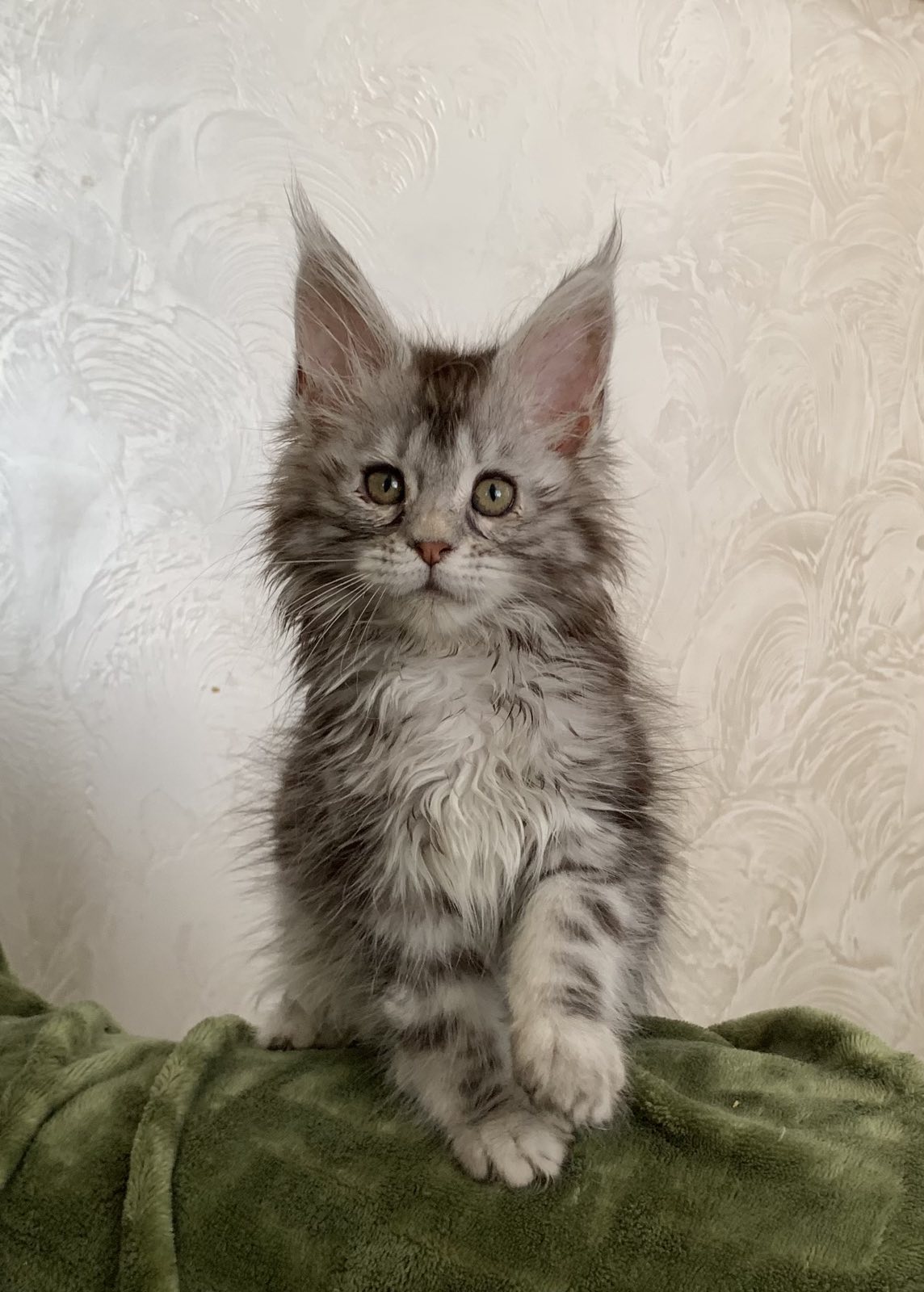 maine coon kitten silver tabby