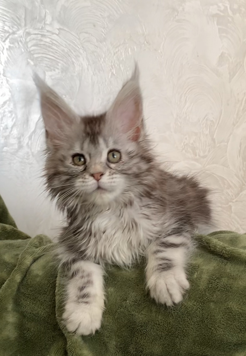 Maine oon kitten Lavanda