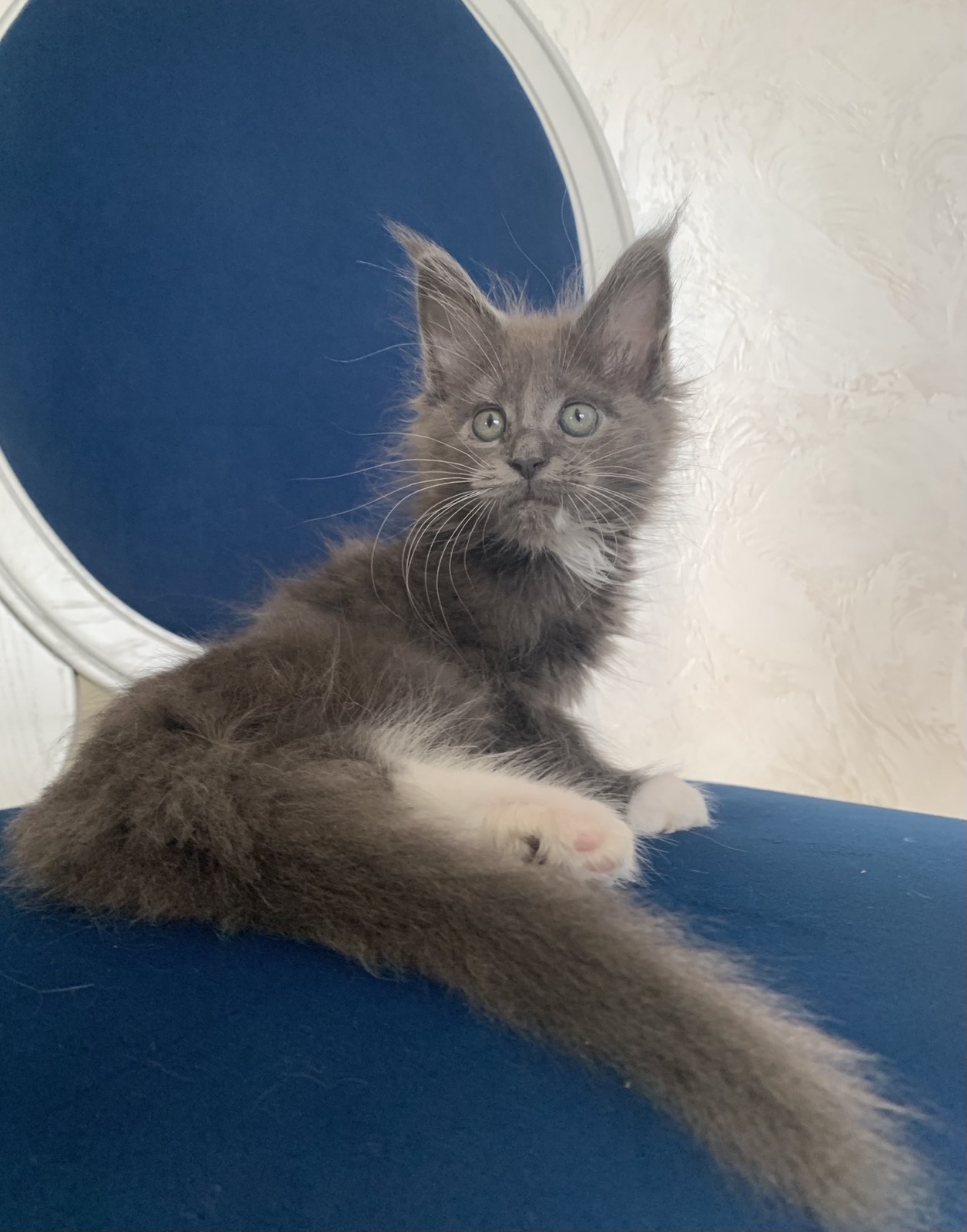 maine coon cattery Lima