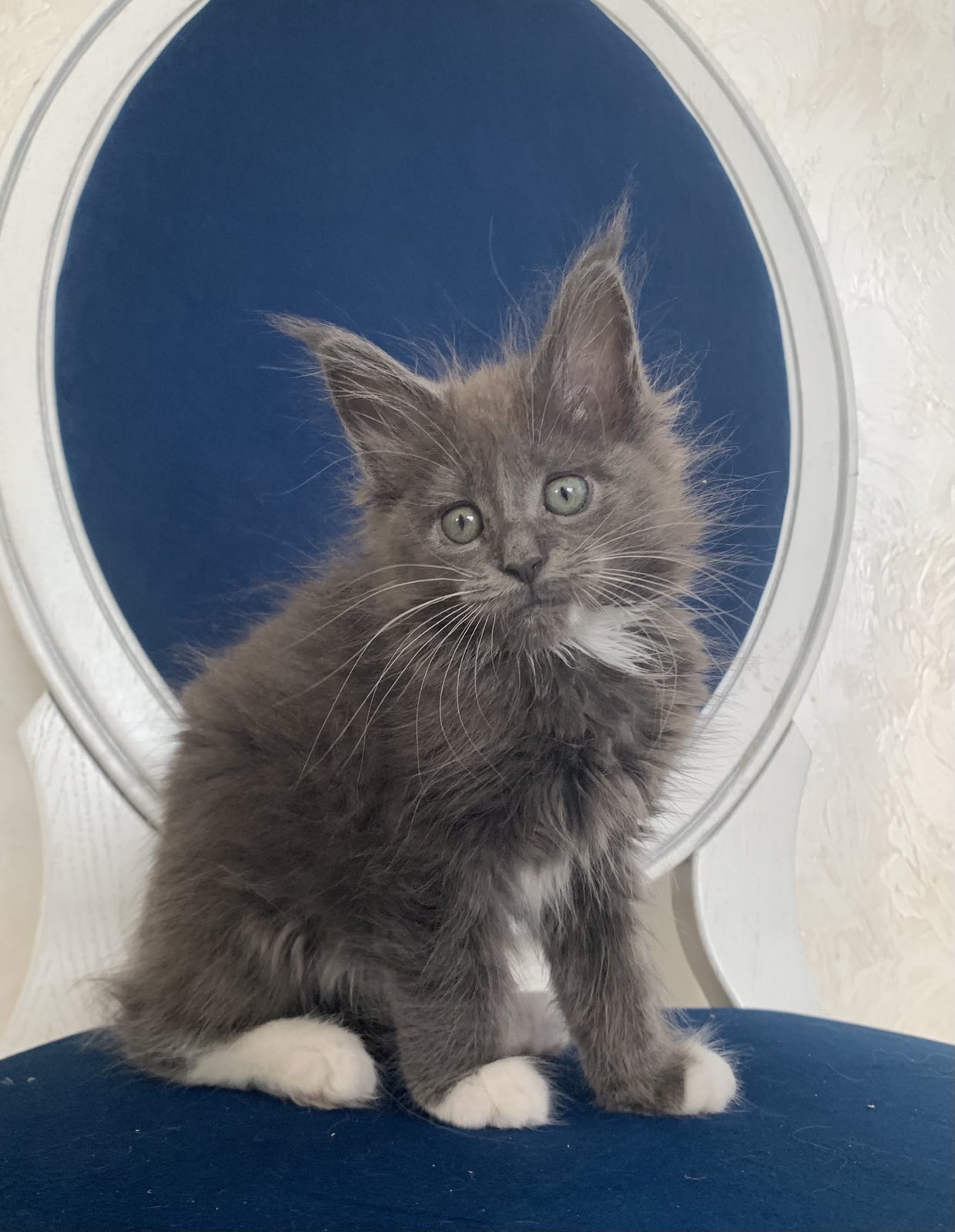 maine coon Lima
