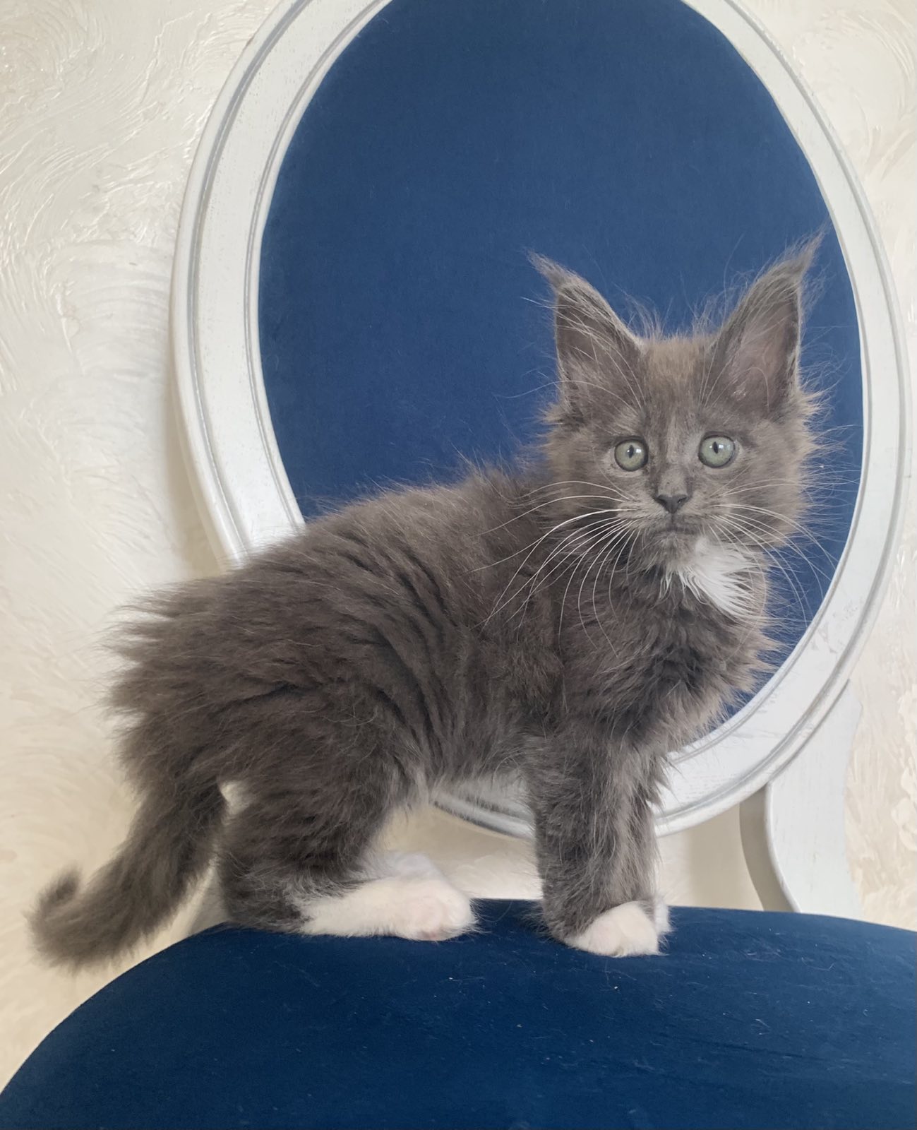 maine coon kitten Lima