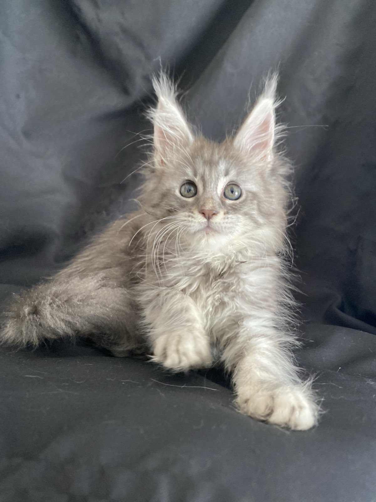 silver tabby maine coon kitten Missouri