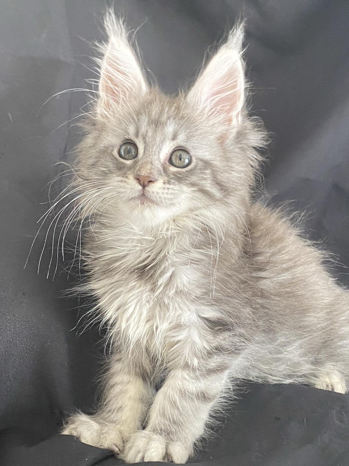 silver tabby maine coon Missouri