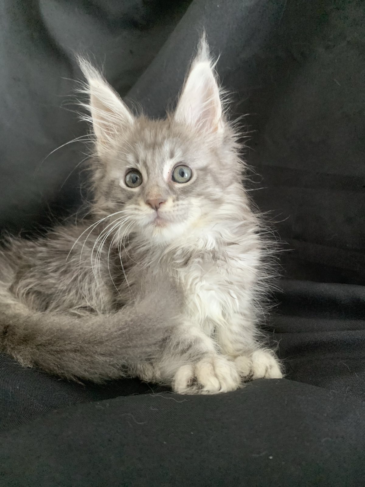 maine coon kitten Missouri