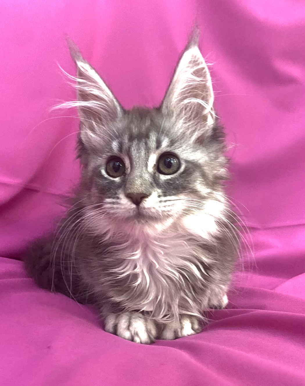 maine coon kitten Missouri