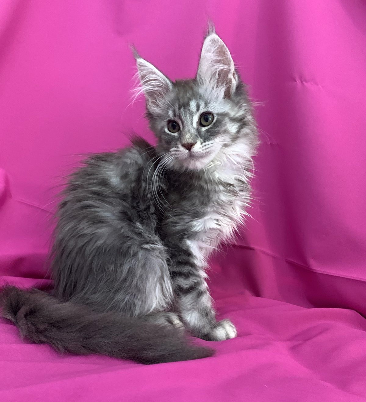 maine coon missouri