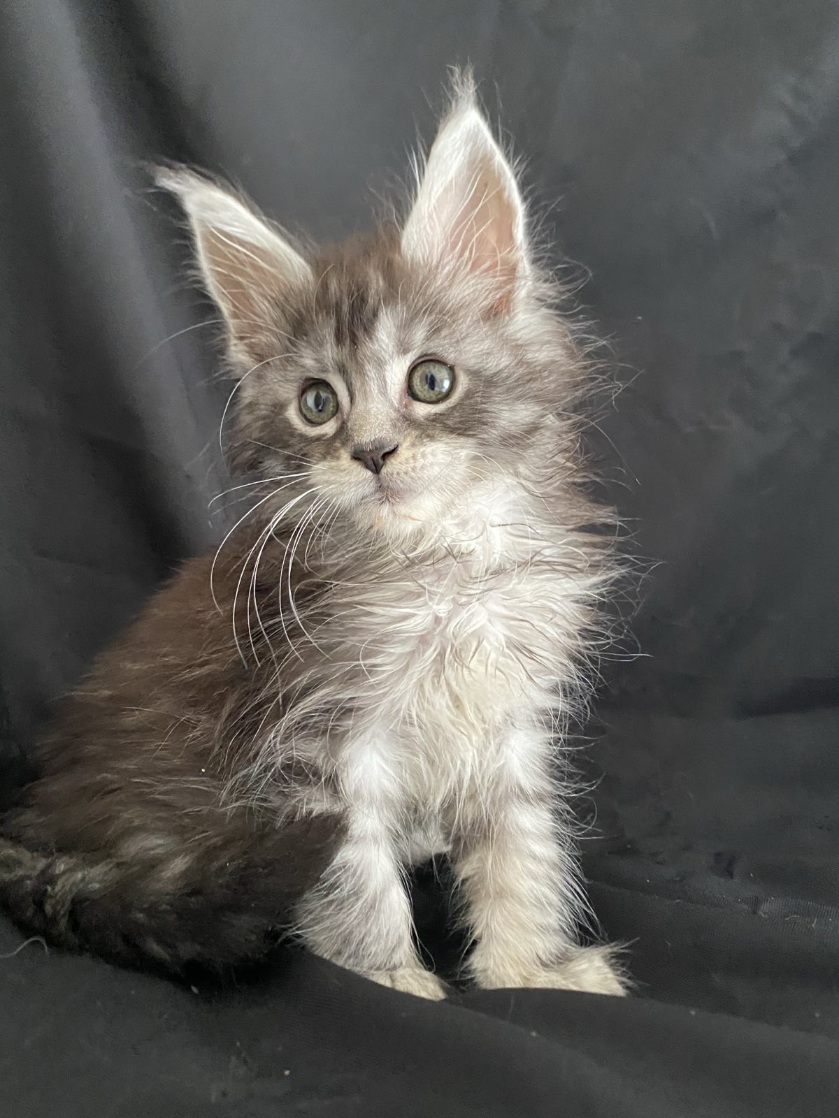 maine coon kitten Memphis
