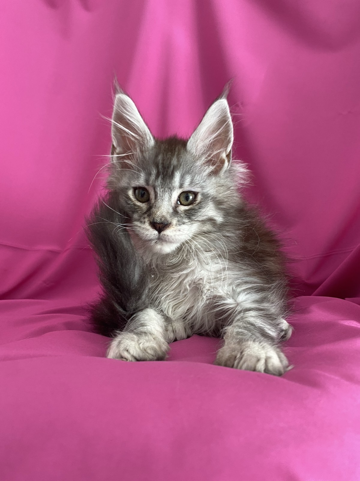 maine coon cattery Memphis