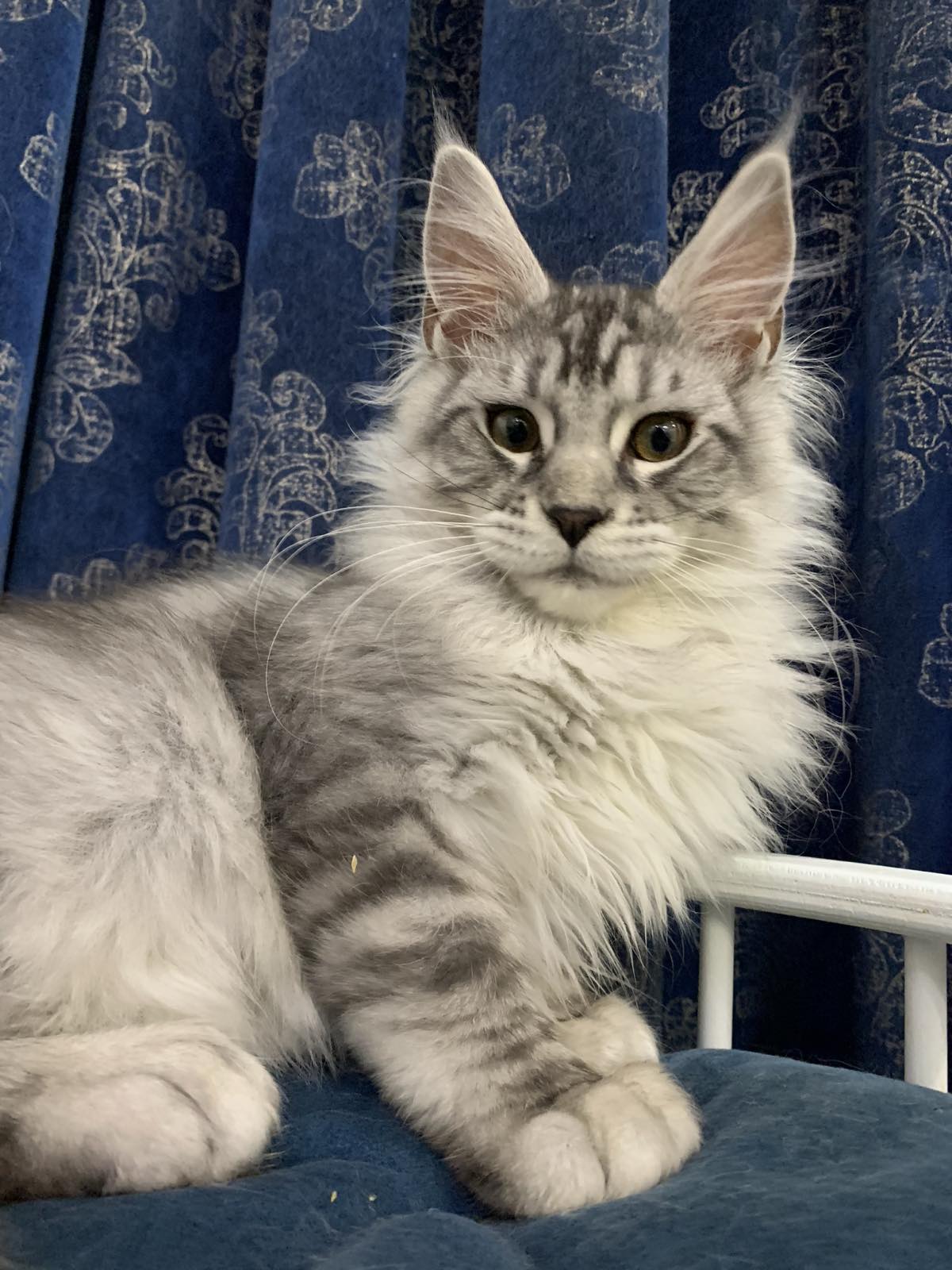 maine coon Memphis