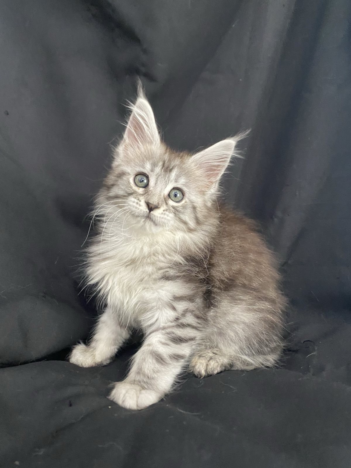 maine coon cattery Miami