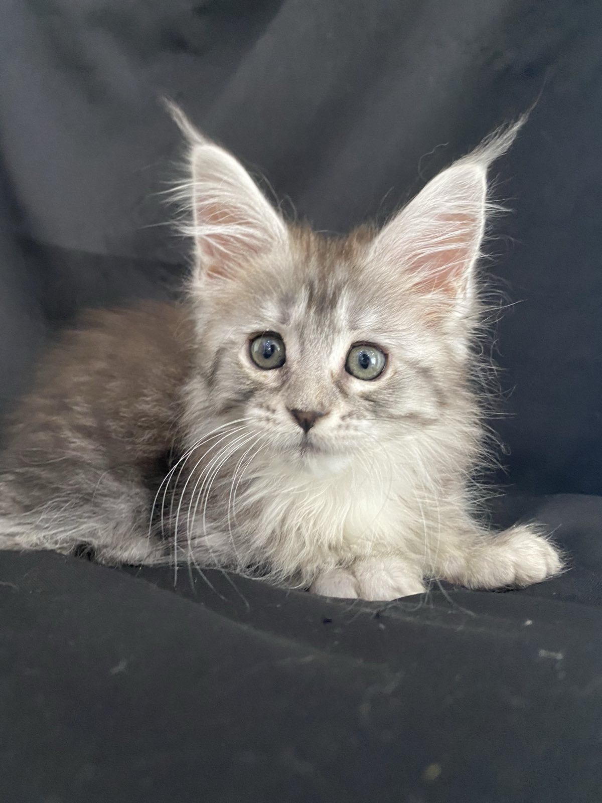 maine coon kitten miami