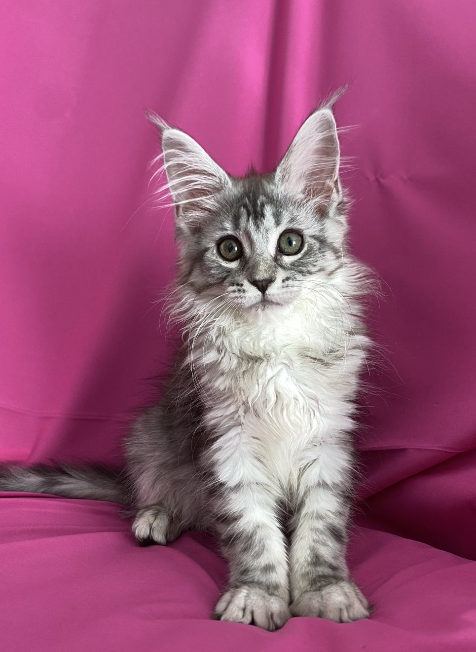 MAINE COON MIAMI