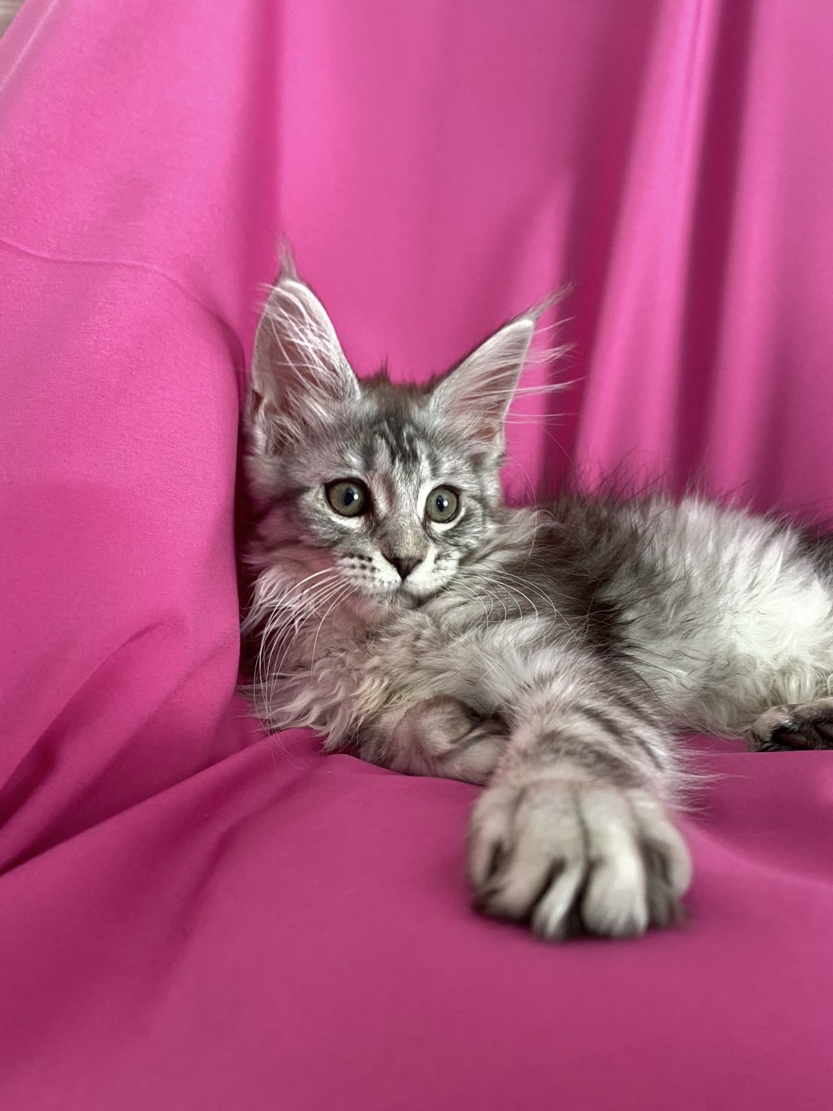 maine coon kitten miami