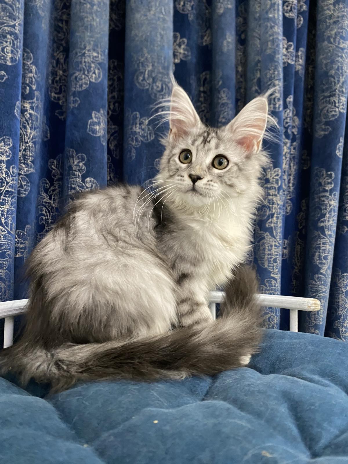 maine coon cattery Miami