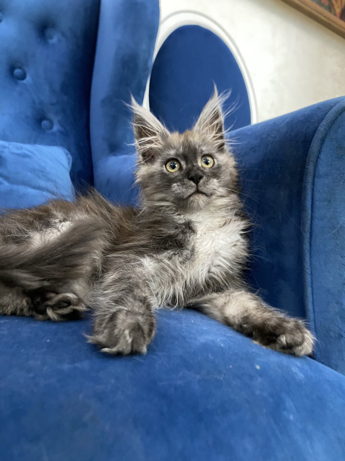 maine coon cattery Nevada