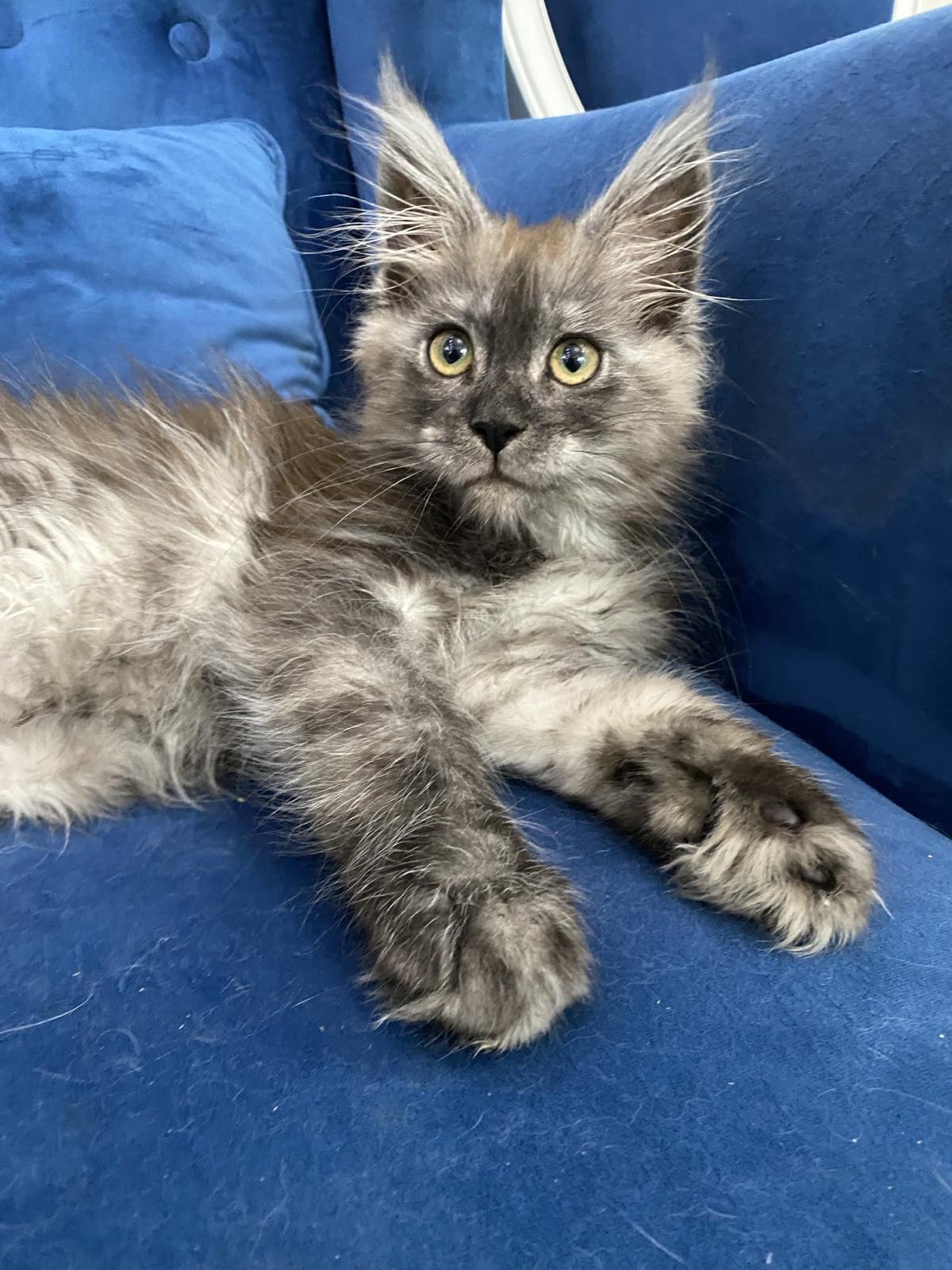 Maine coon kitten Nevada