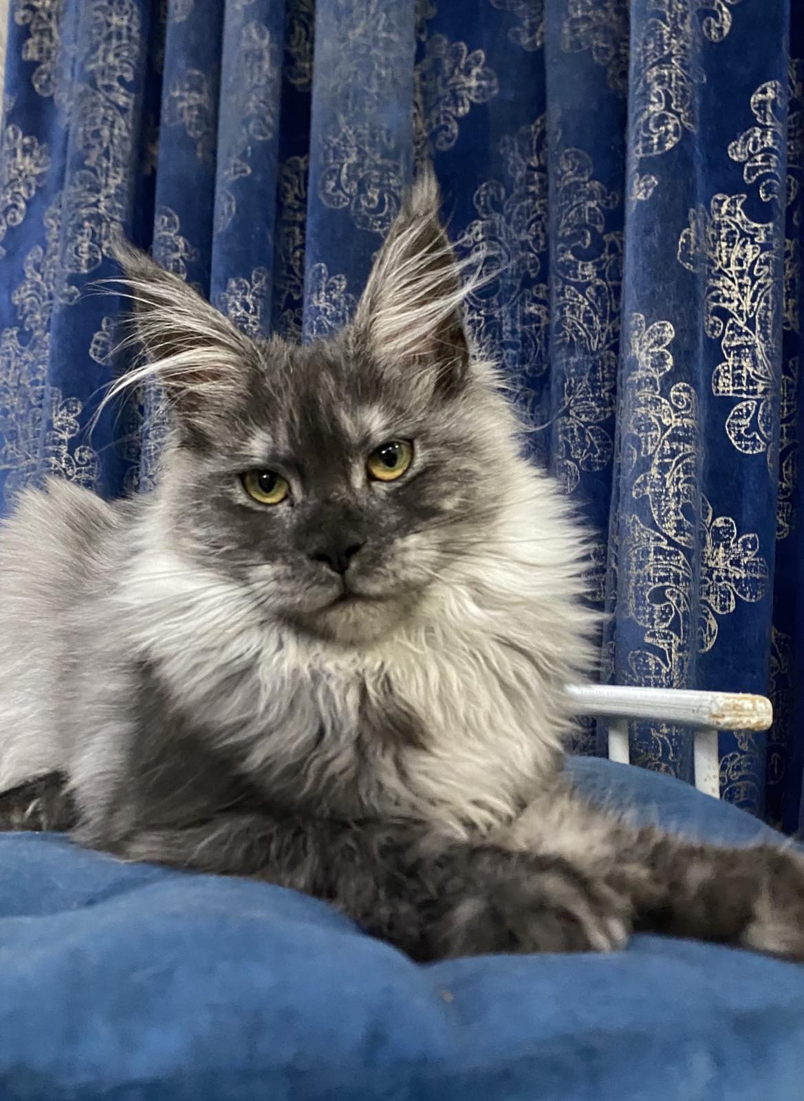 maine coon Nevada