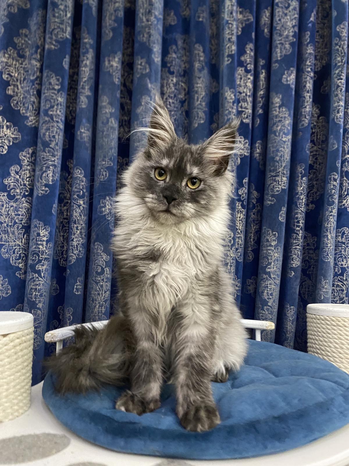 black smoke maine coon